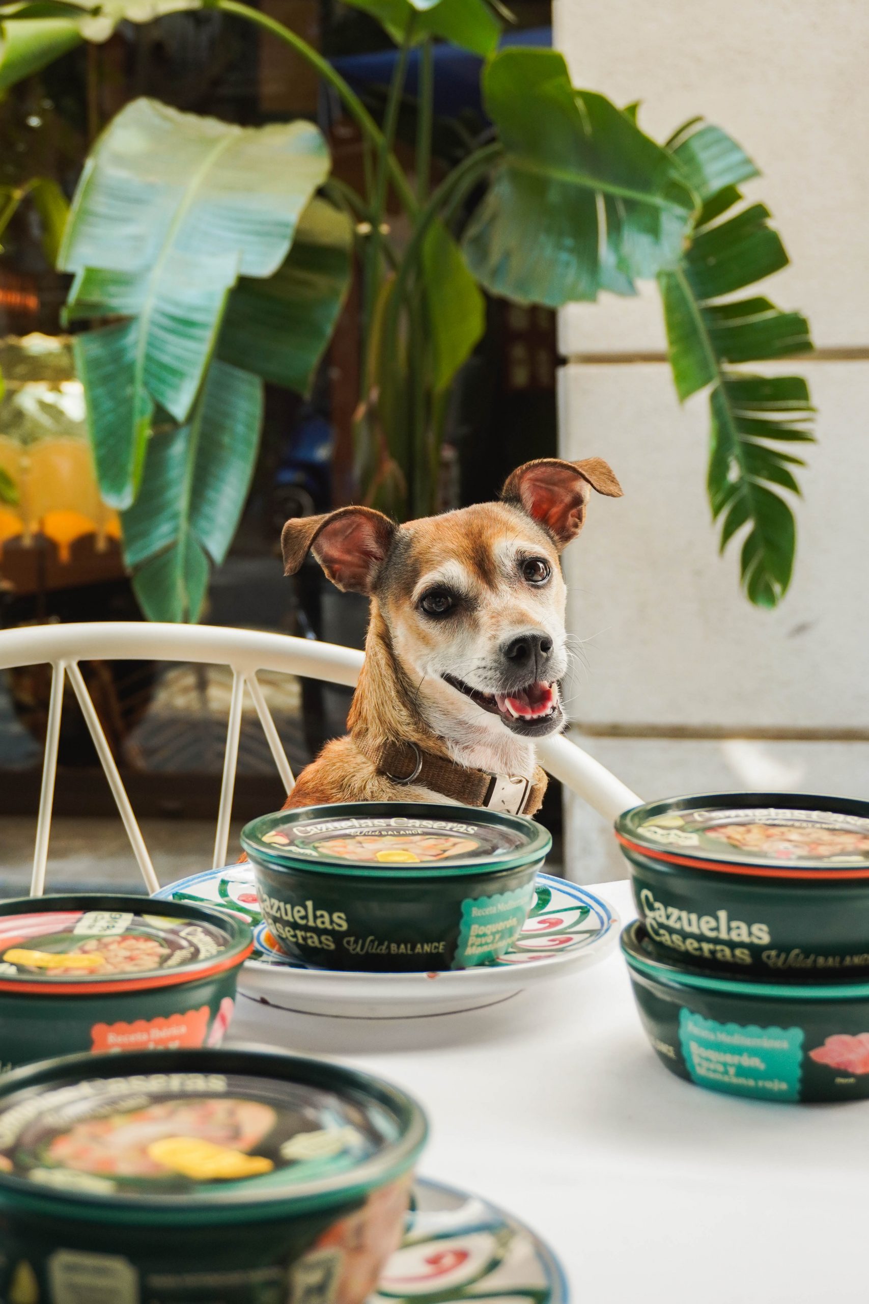 EN BIG MAMMA, LA MESA SE COMPARTE CON TODA LA FAMIGLIA: LAS MASCOTAS TENDRÁN SU PROPIO MENÚ EL DÍA DEL PERRO